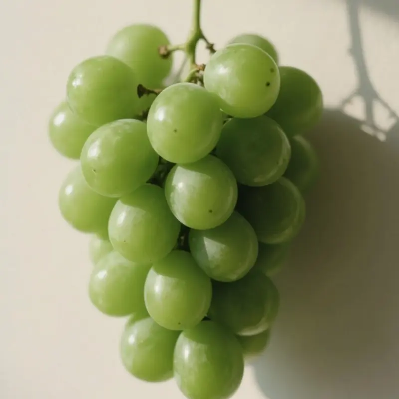 青葡萄