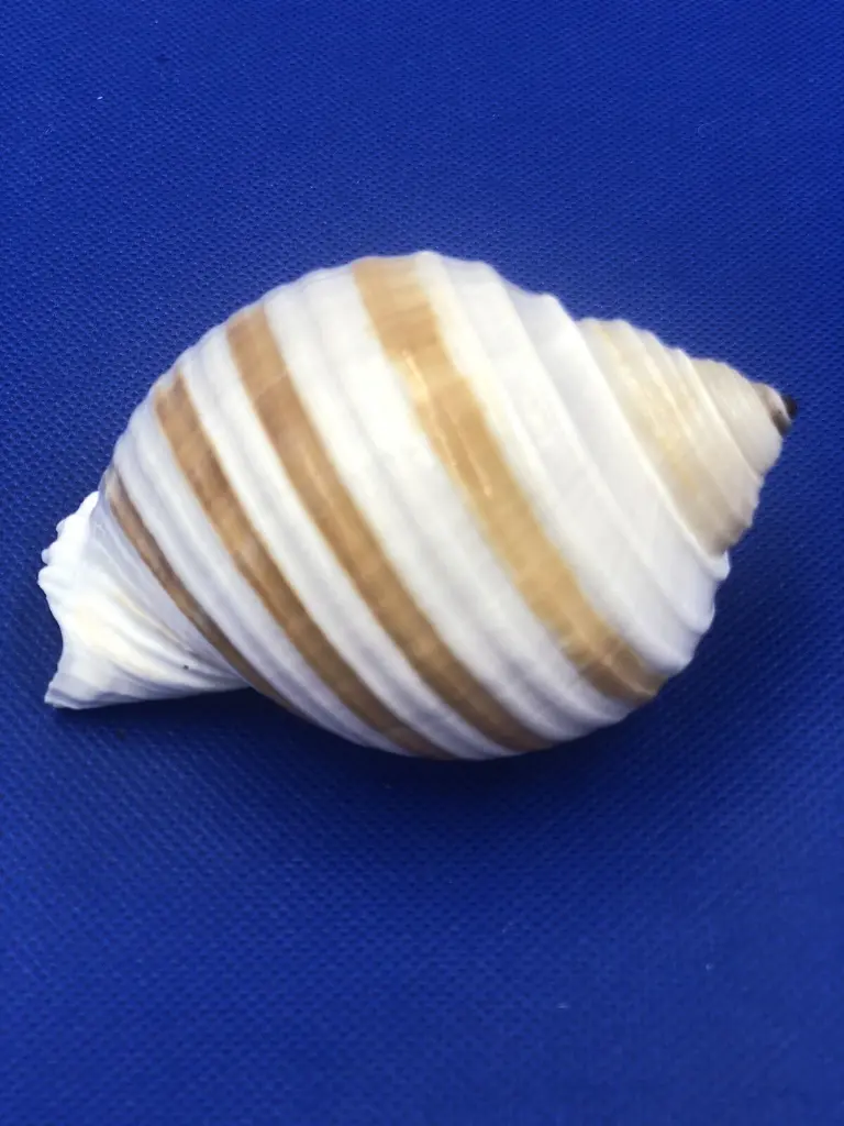 帶紋皺螺貝殼