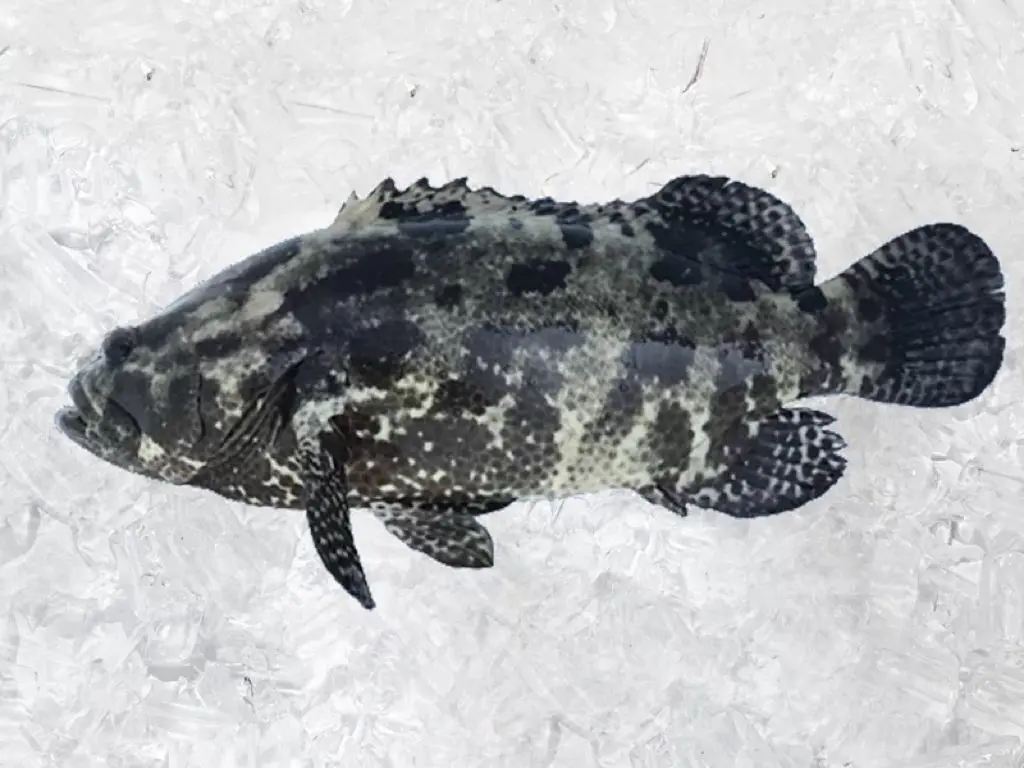 虎紋石斑魚（約1斤）