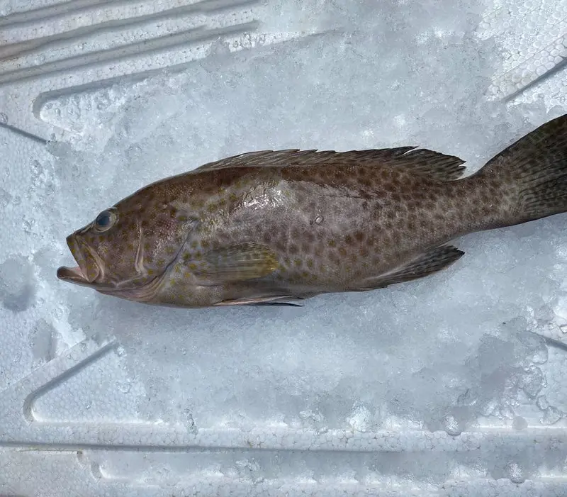 整條花斑魚 (~700G-1 KG)