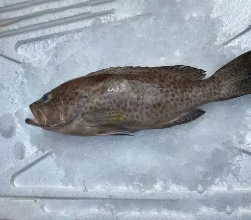 整條花斑魚 (~700G-1 KG)